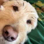 Profile photo of chadinha